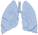 lungs