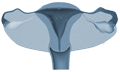 pelvic