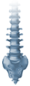 spine